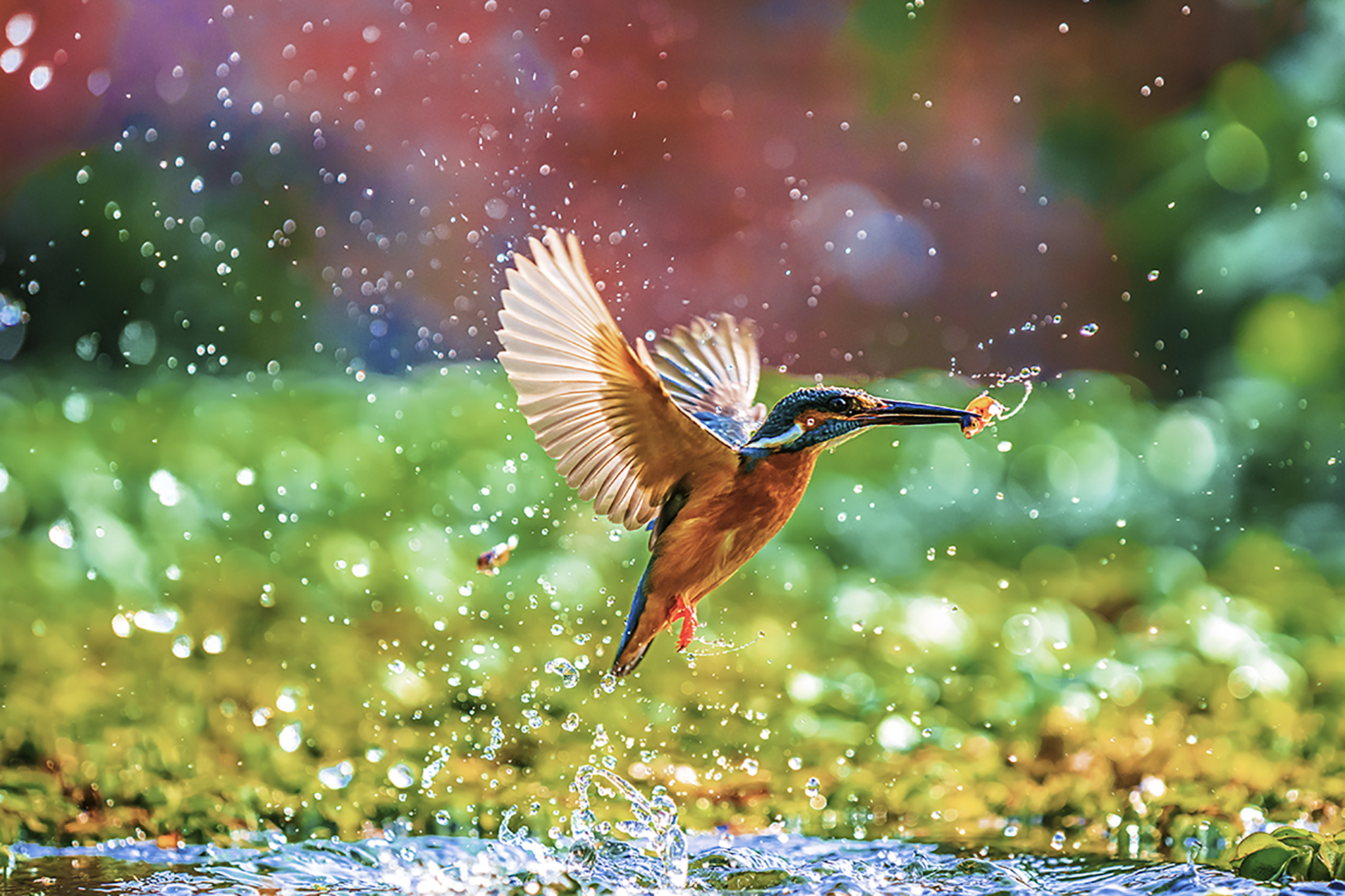 Nature & Wildlife World Photography Organisation